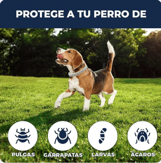CollarSafe™ Original - Collar Anti Pulgas